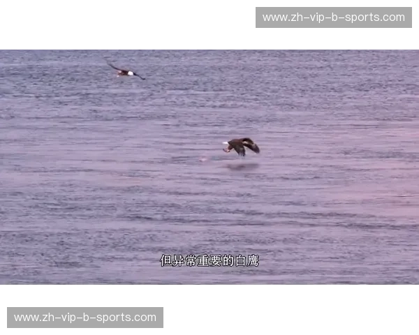 湖光掠影：鹈鹕与老鹰的空中芭蕾与海洋之舞